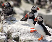 four puffins 