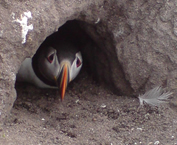 peeping-puffin