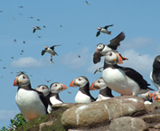 puffin-fish-banner