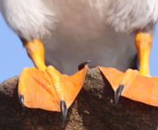 puffin-feet-web