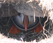 puffin-on-yacht