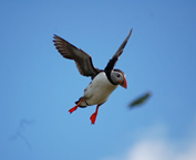 puffin-fish-banner