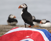 Union Jack Puffin