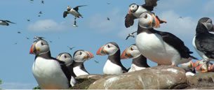 puffin facts