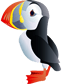 puffin